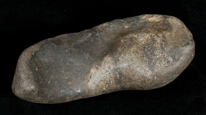 Fossil Cetacean (Whale) Ear Bone - Miocene #3487